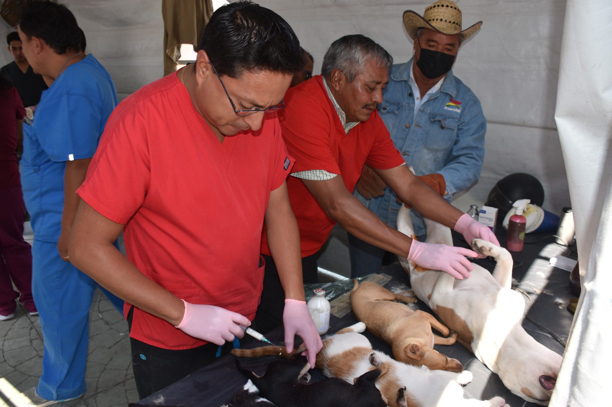 1684351766 790 Dimos por finalizada la jornada de esterilizacion gratuita en la