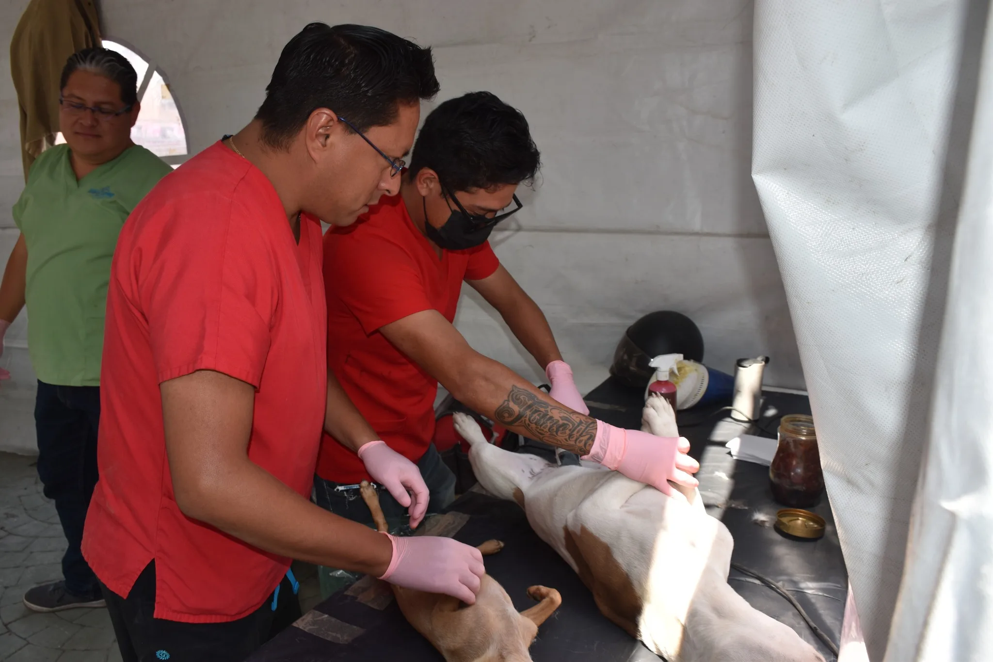 1684351845 Dimos por finalizada la jornada de esterilizacion gratuita en la jpg