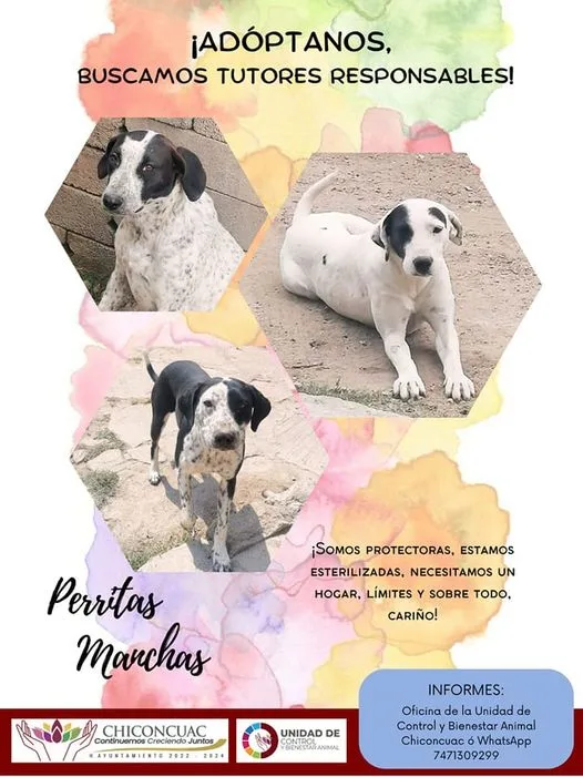 1684448035 Adopta un amig Integra un miembro mas a tu familia jpg