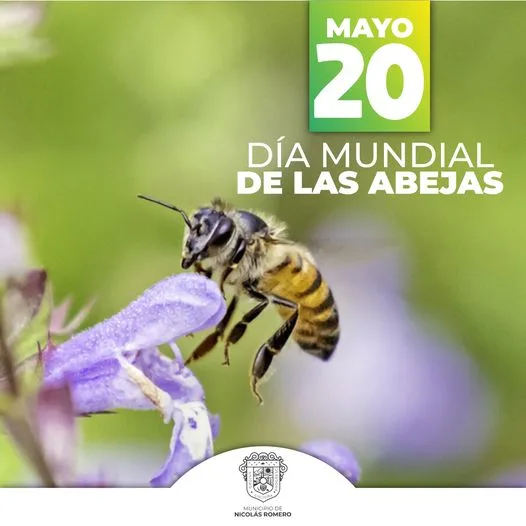 1684598752 Las abejas ayudan al equilibrio de la naturaleza como polinizadoras jpg