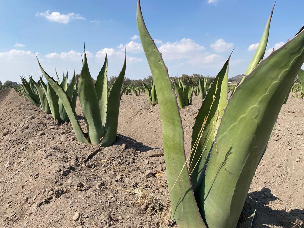 1684696463 562 El maguey es una planta suculenta de origen mexicano con