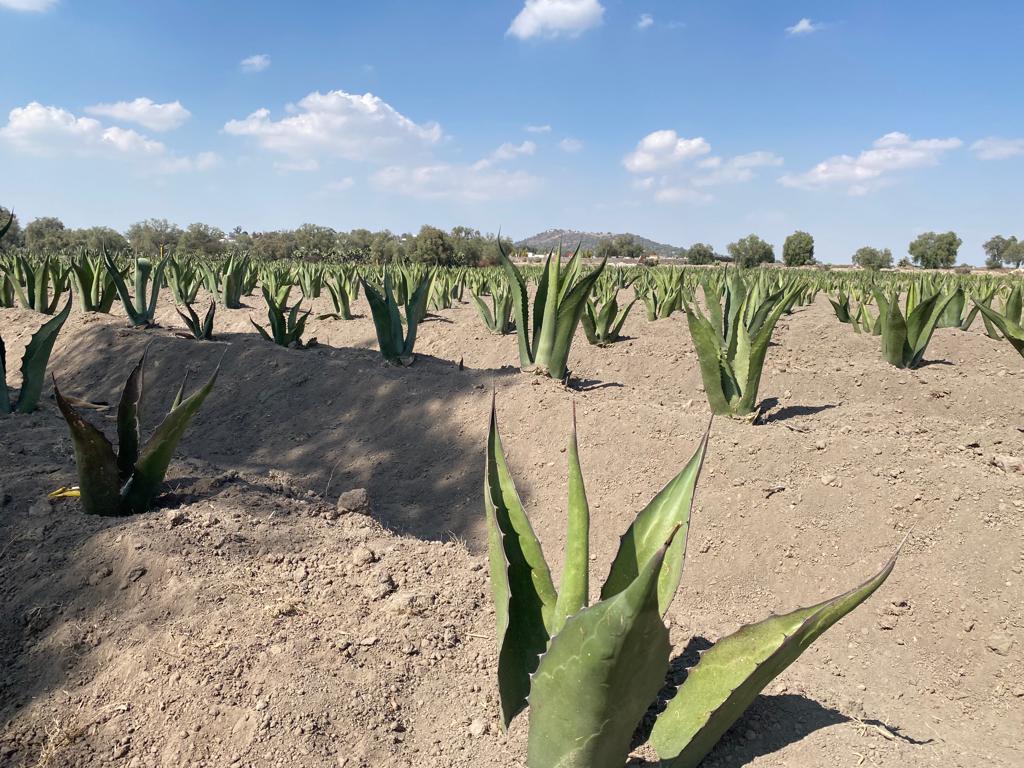 1684696469 147 El maguey es una planta suculenta de origen mexicano con