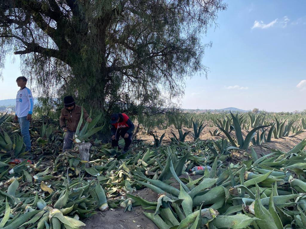 1684696476 514 El maguey es una planta suculenta de origen mexicano con