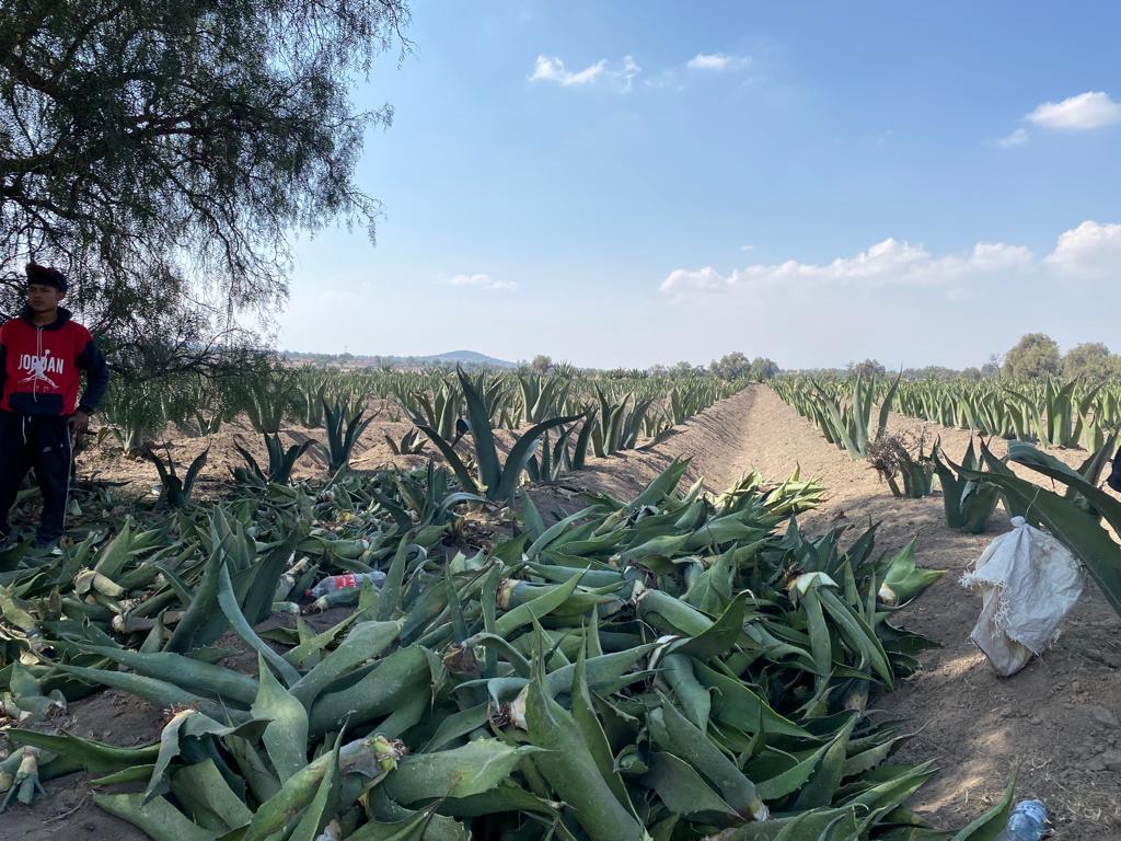 1684696515 El maguey es una planta suculenta de origen mexicano con