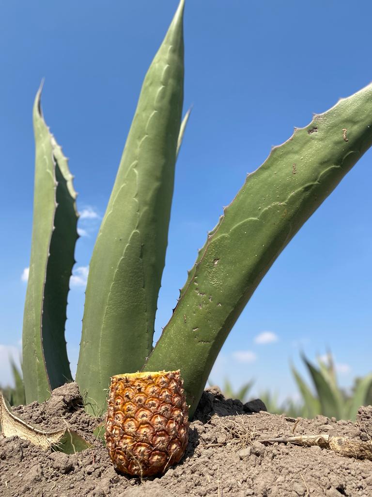 1684703733 331 El pulque es la bebida mexicana por excelencia que sigue