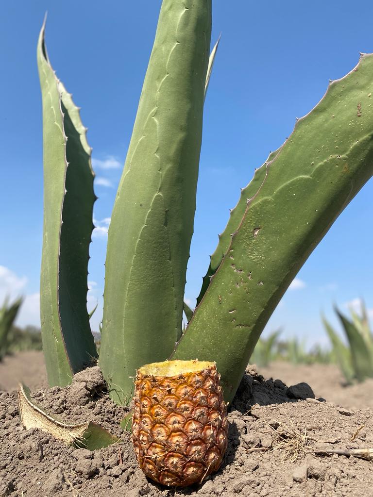 1684703740 889 El pulque es la bebida mexicana por excelencia que sigue