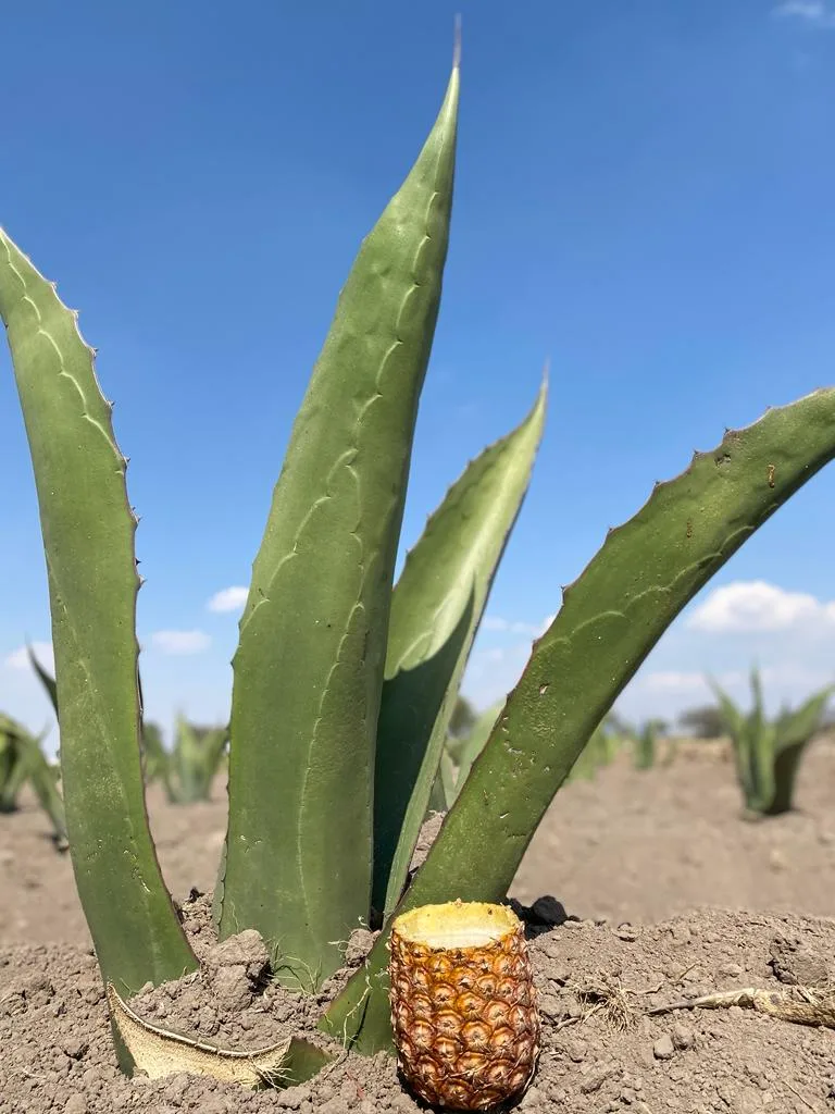 1684703771 El pulque es la bebida mexicana por excelencia que sigue jpg