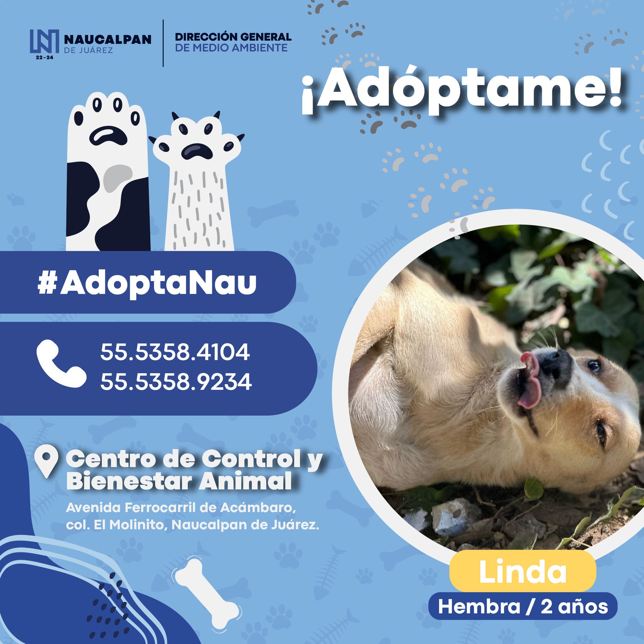 1684798589 811 ¡Peludos en adopcion Ayudanos a encontrarle hogar a estos animalitos