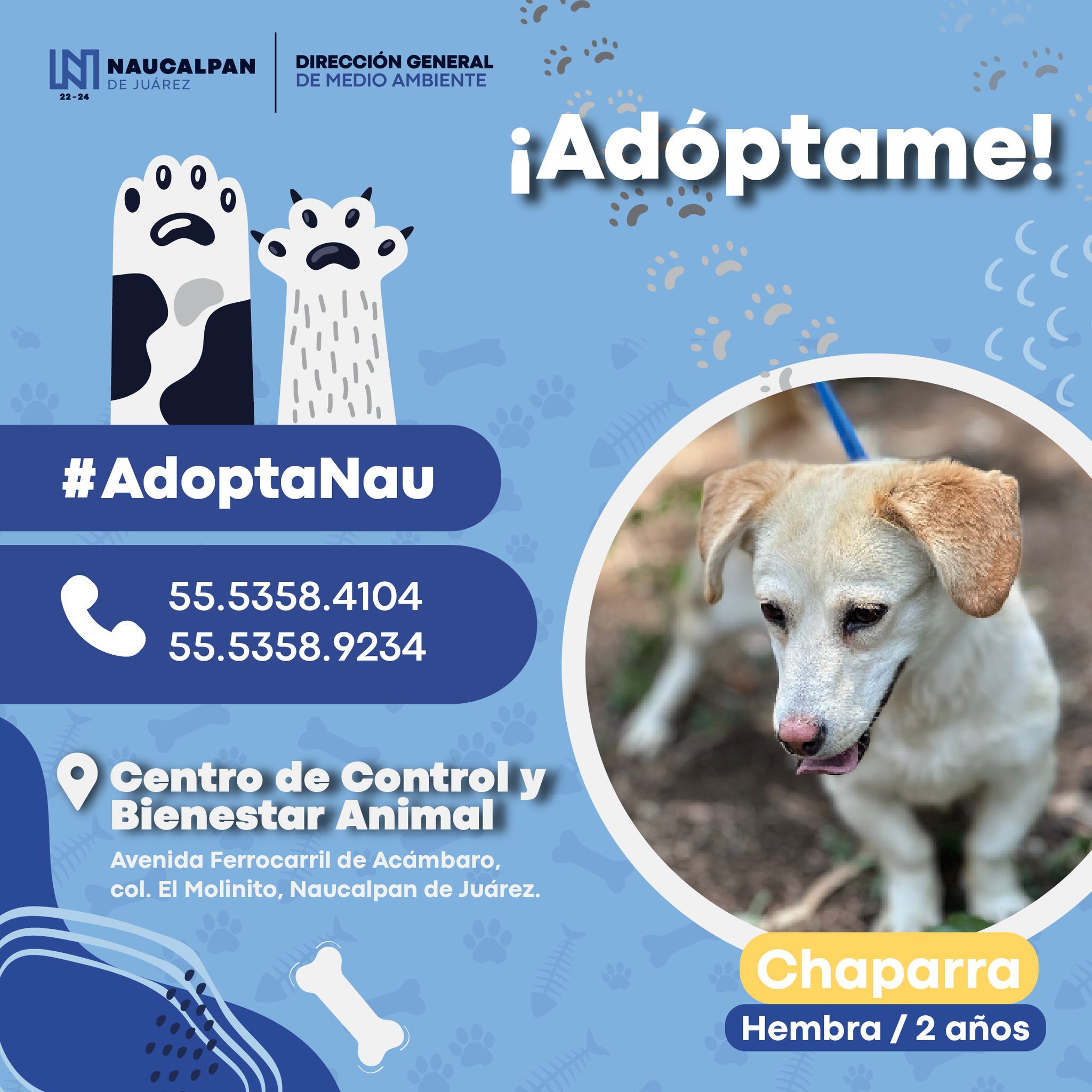 1684798602 827 ¡Peludos en adopcion Ayudanos a encontrarle hogar a estos animalitos