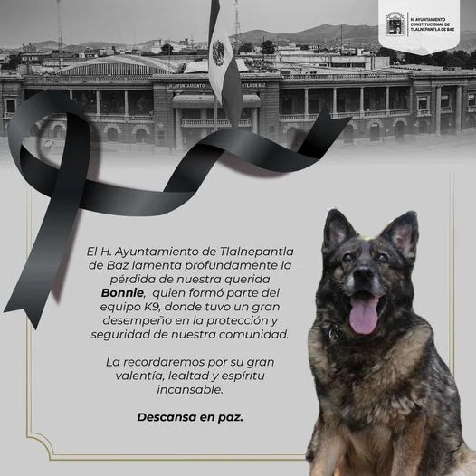 1684843494 Hoy despedimos a un miembro importante del Equipo K9 Bonnie jpg