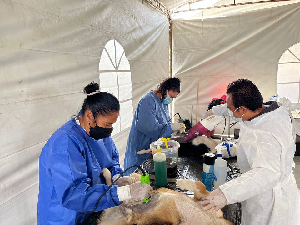 1684860805 970 Jornada de Esterilizacion Canina y Felina en Segunda de la