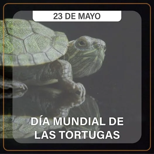 1684866799 A partir del 2000 el 23 de mayo se jpg