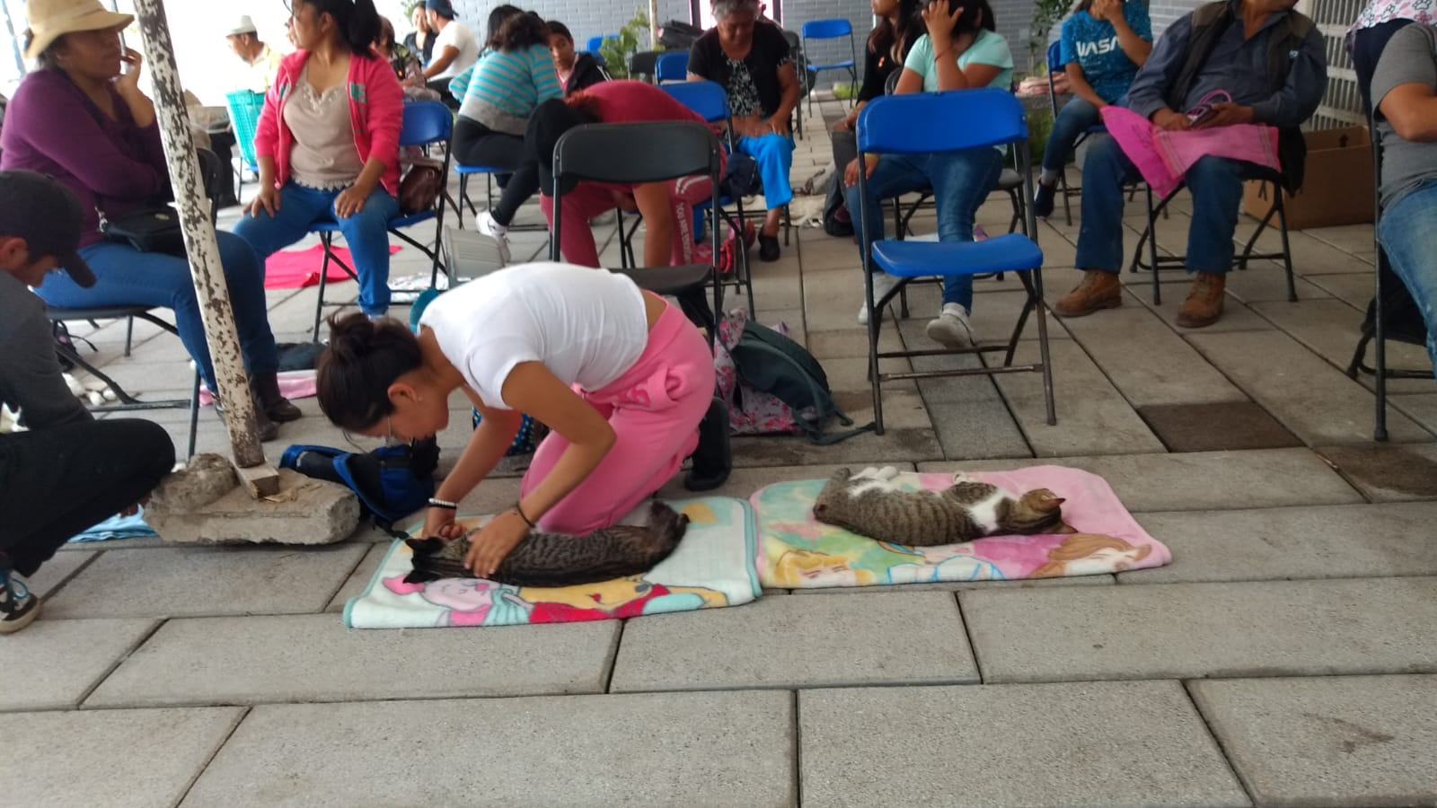 1684874367 238 Jornada de esterilizacion canina y felina