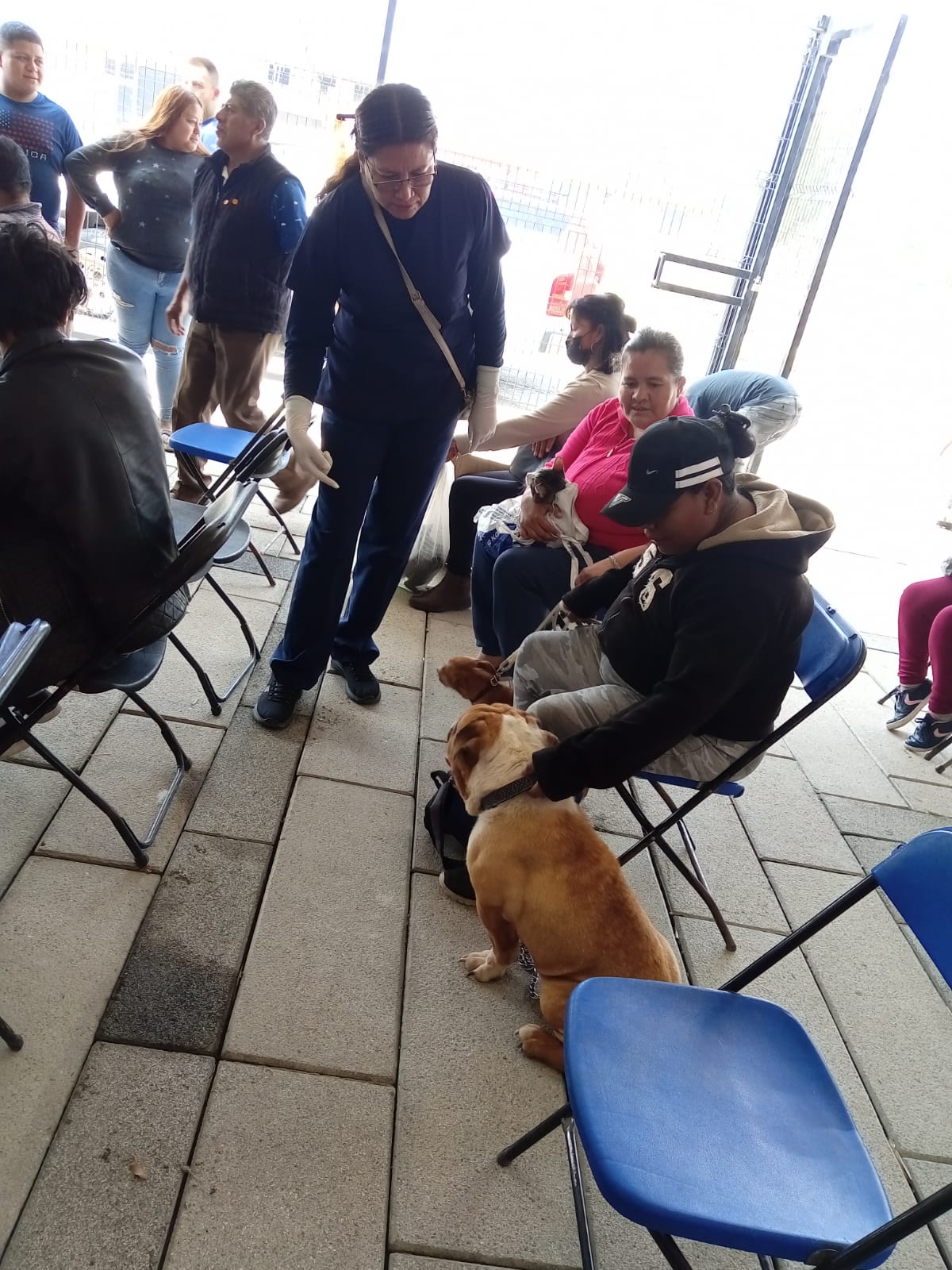 1684874377 302 Jornada de esterilizacion canina y felina