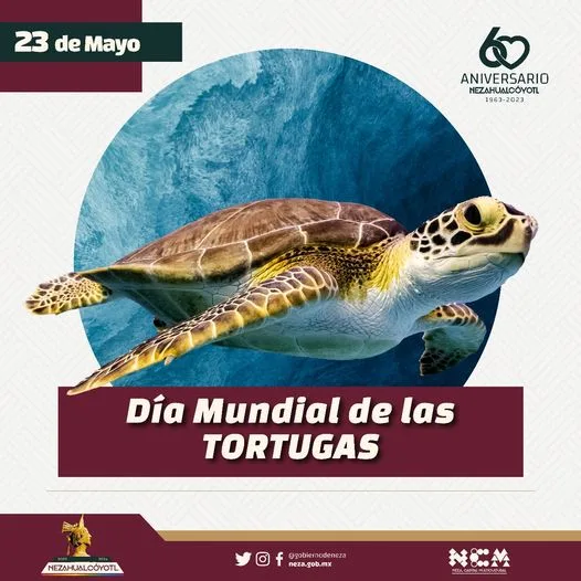 1684879280 Efemeride Hoy conmemoramos el Dia Mundial de las Tortugas jpg