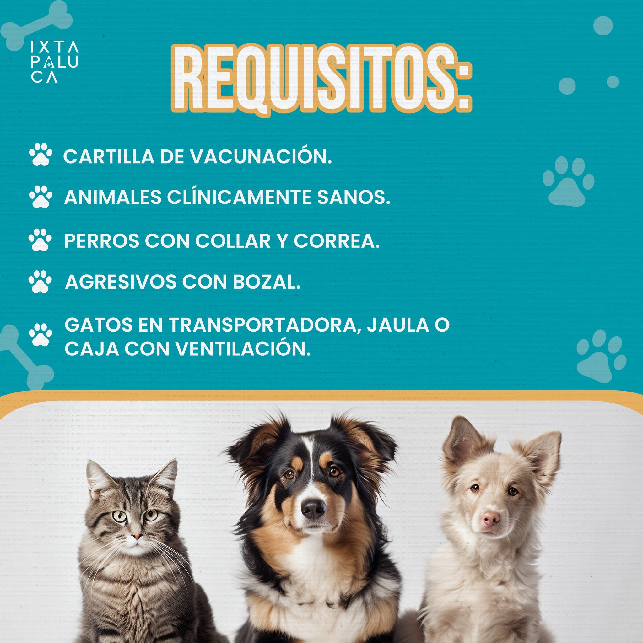 1684884812 109 Para evitar que tu mascota sea portadora de enfermedades como