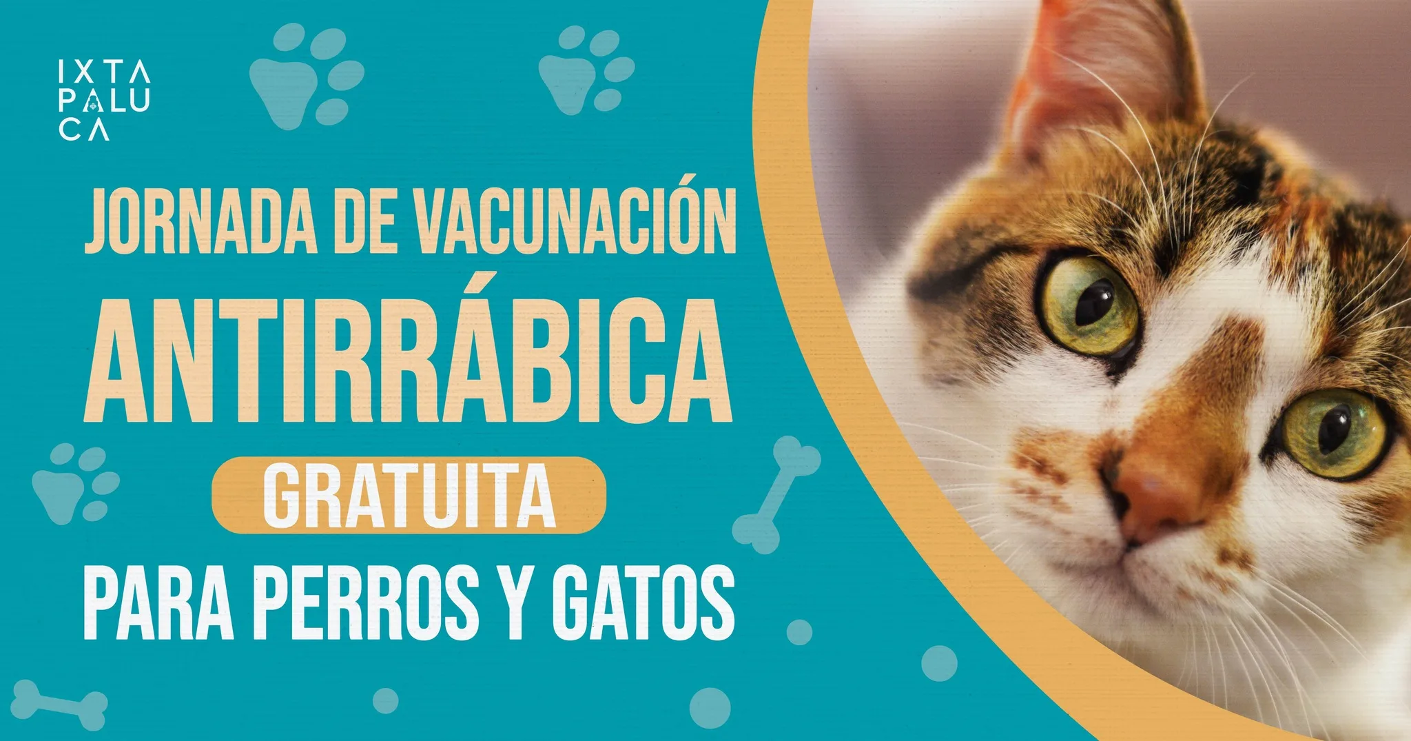 1684884886 Para evitar que tu mascota sea portadora de enfermedades como jpg