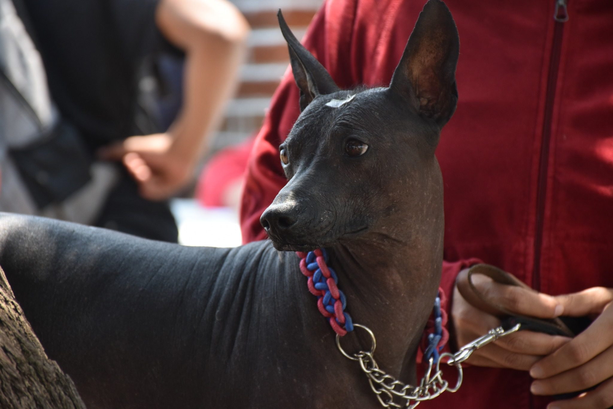 1684929651 770 Dimos por finalizada la jornada de esterilizacion gratuita en la