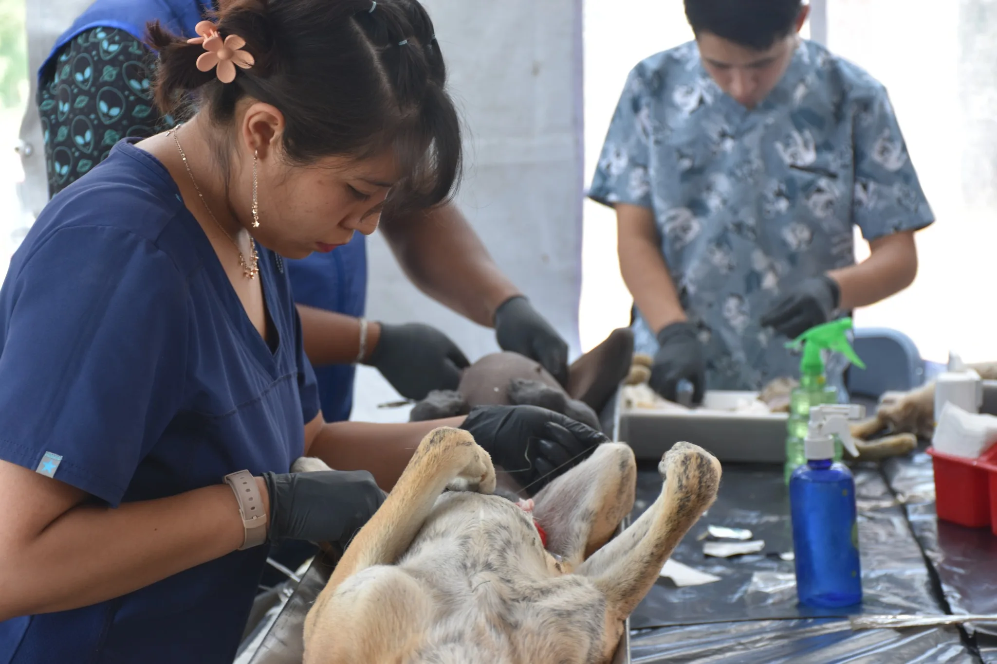 1684929736 Dimos por finalizada la jornada de esterilizacion gratuita en la jpg