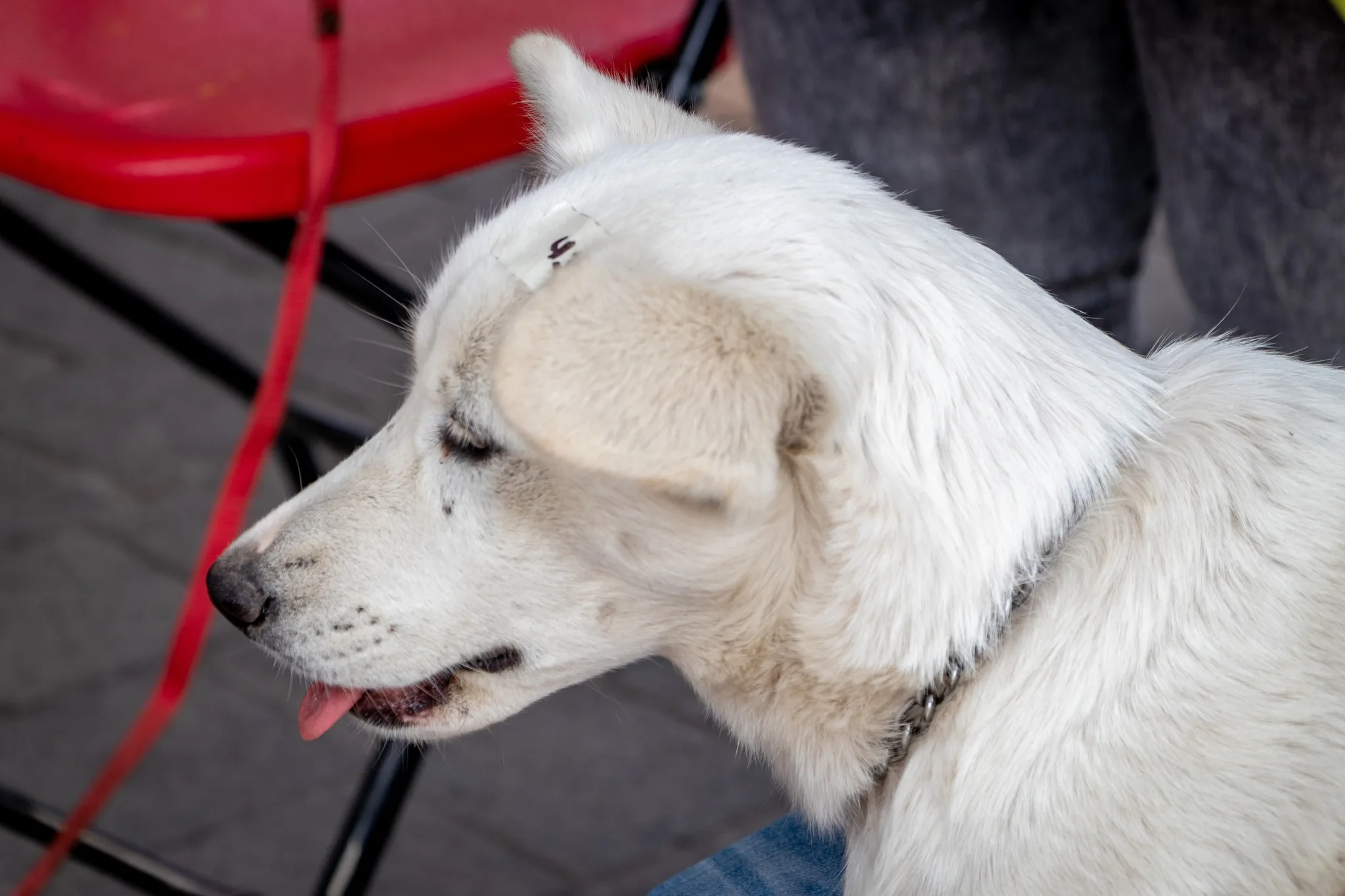 1684965158 QUINTA JORNADA DE ESTERILIZACION CANINA Y FELINA 2023 A traves jpg