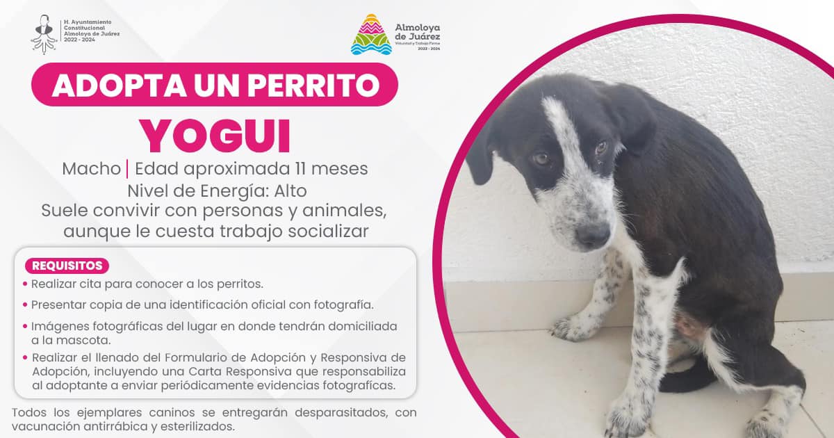 1685453310 817 ¡Tenemos perritos en adopcion Les presentamos a los perritos que