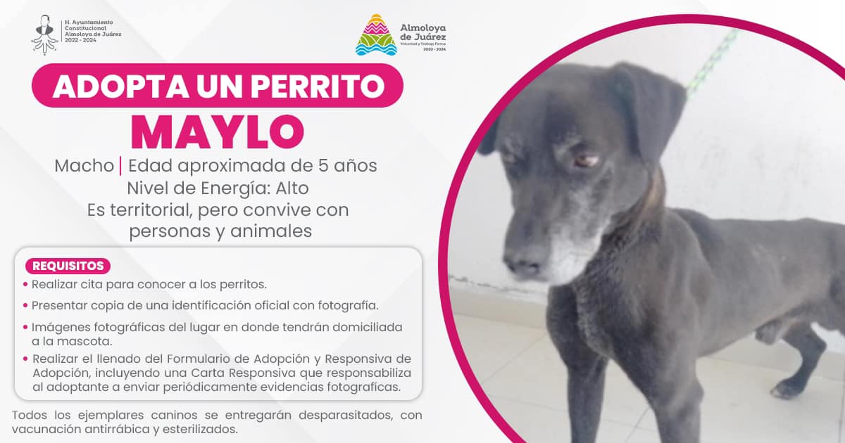 1685453318 819 ¡Tenemos perritos en adopcion Les presentamos a los perritos que