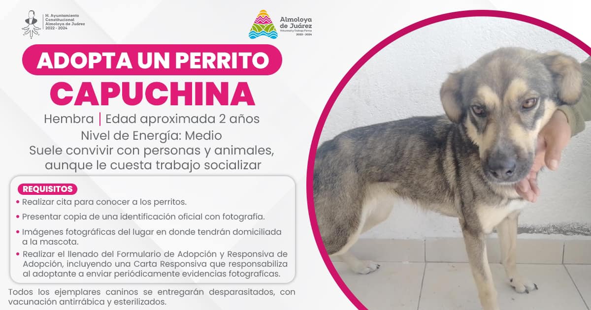 1685453326 210 ¡Tenemos perritos en adopcion Les presentamos a los perritos que