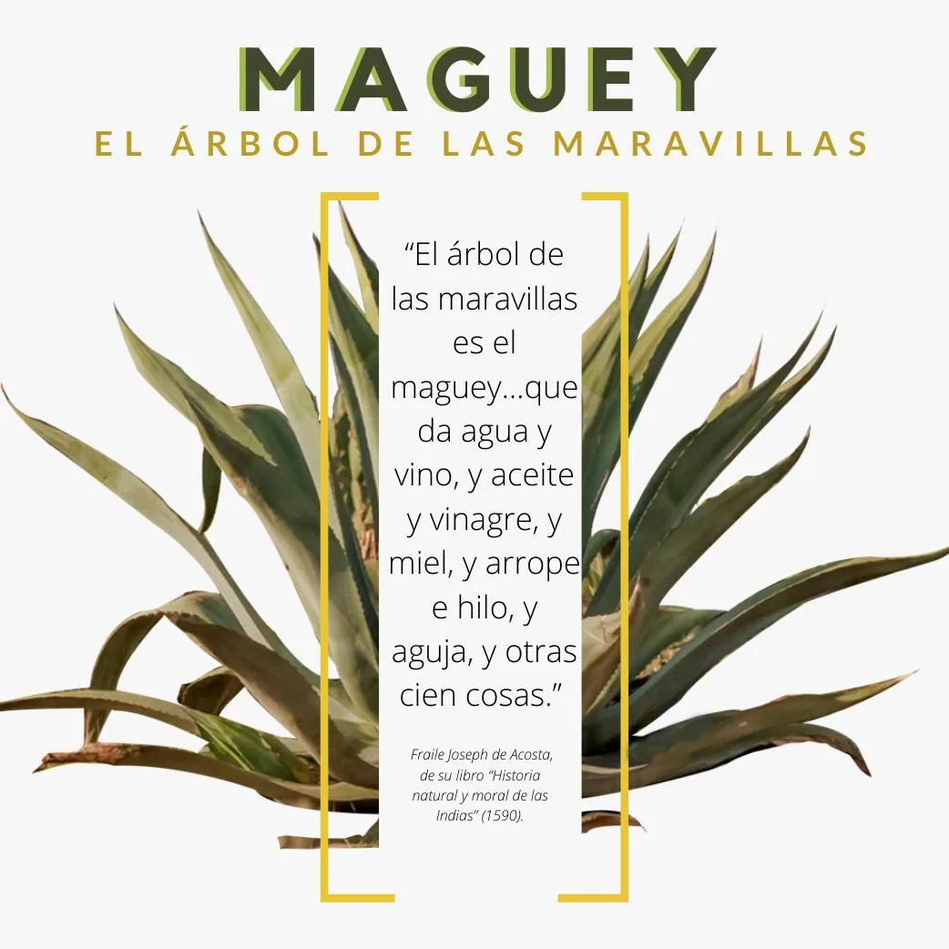 1685562206 Maguey jpg