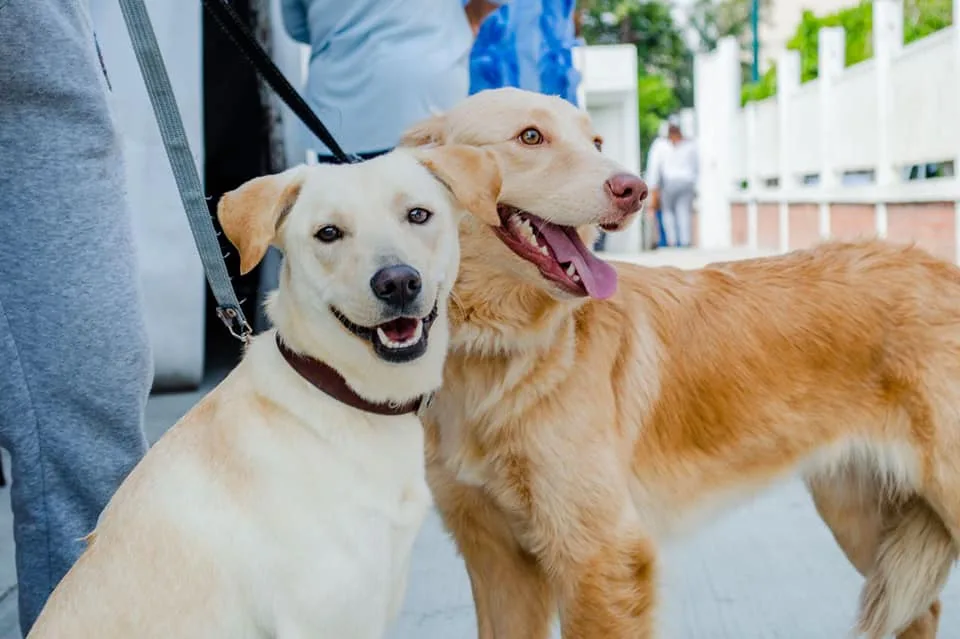 1685564668 GOBIERNO DE CHIMALHUACAN LLEVA CAMPANA DE ESTERILIZACION CANINA Y FELINA jpg