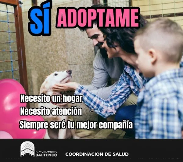 DIGAMOS SI A LA ADOPCION RESPONSABLE ¡NO COMPRES MEJOR ADOPTA jpg