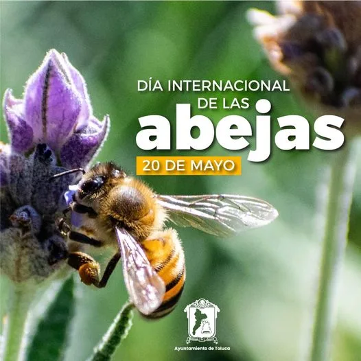 ¡Celebremos el Dia Internacional de las Abejas en nuestra capital jpg