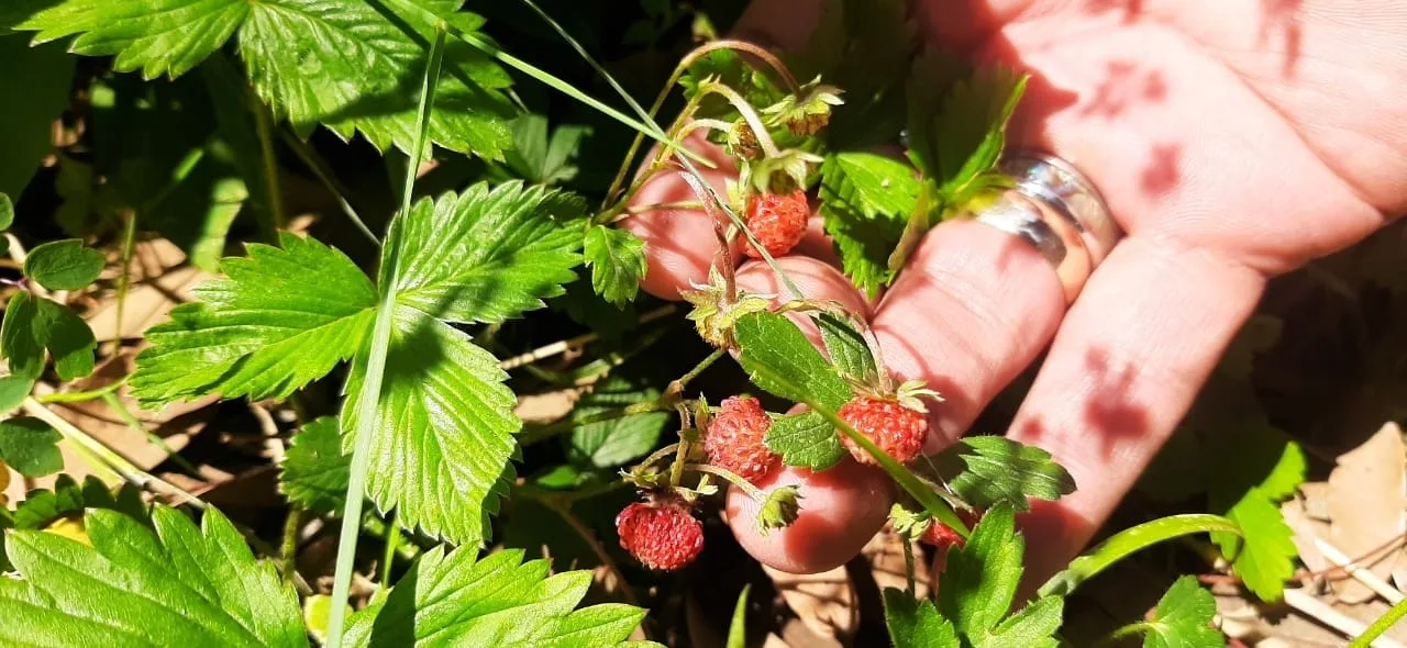 ¡Fresas silvestres Estas son algunas de las maravillas que existen jpg