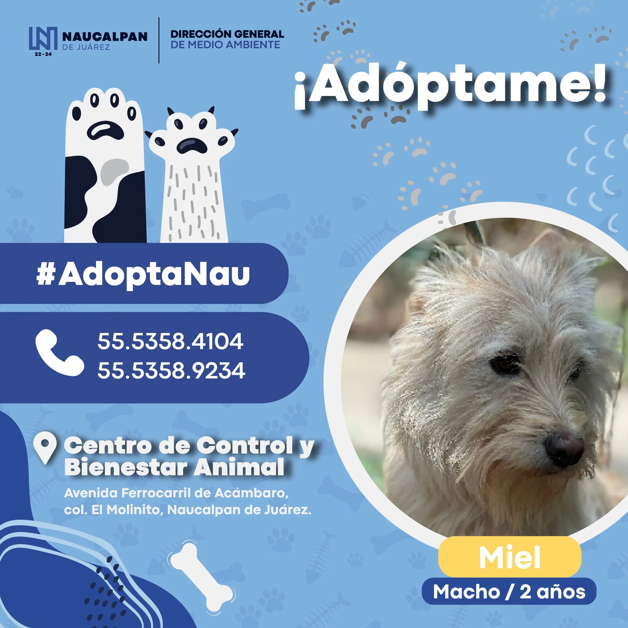 ¡Peludos en adopcion Ayudanos a encontrarle hogar a estos animalitos jpg