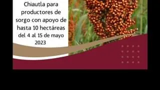 ¡¡¡Ultimo dia para tramitar tu apoyo para sembrar sorgo Aqui jpg