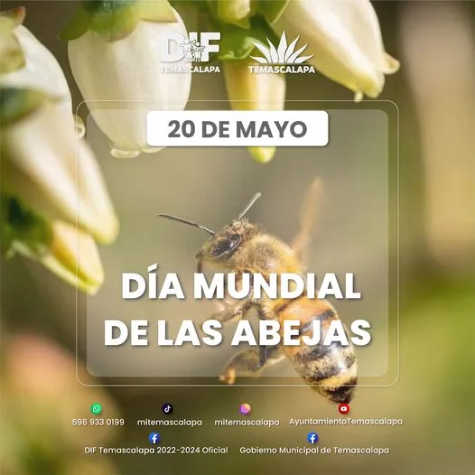 ¿Conoces la importancia que tienen las abejas a nivel mundial jpg