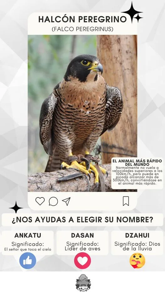 ¿Nos ayudan a elegir su nombre Elige tu opcion favorita jpg