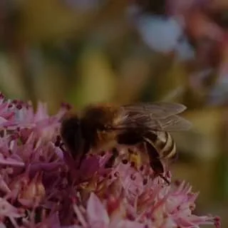 ¿Que pasaria si no existieran las abejas jpg