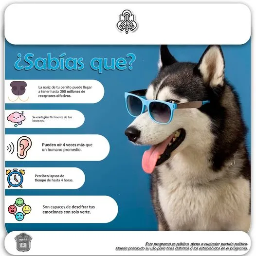 ¿Sabias que Los perros nos proporcionan una sensacion de bienestar jpg