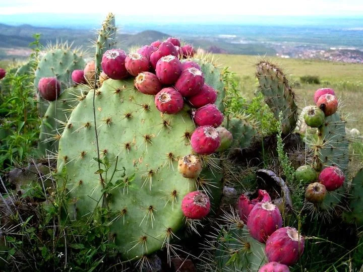 ¿Sabias que el nopal no solo es un simbolo jpg