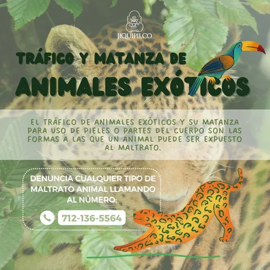 1685824116 Recuerda que el trafico y matanza de animales exoticos es jpg