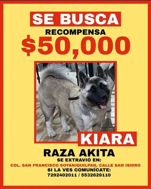 1686081280 AyudaComunitaria Si has visto a esta perrita o tienes alguna jpg