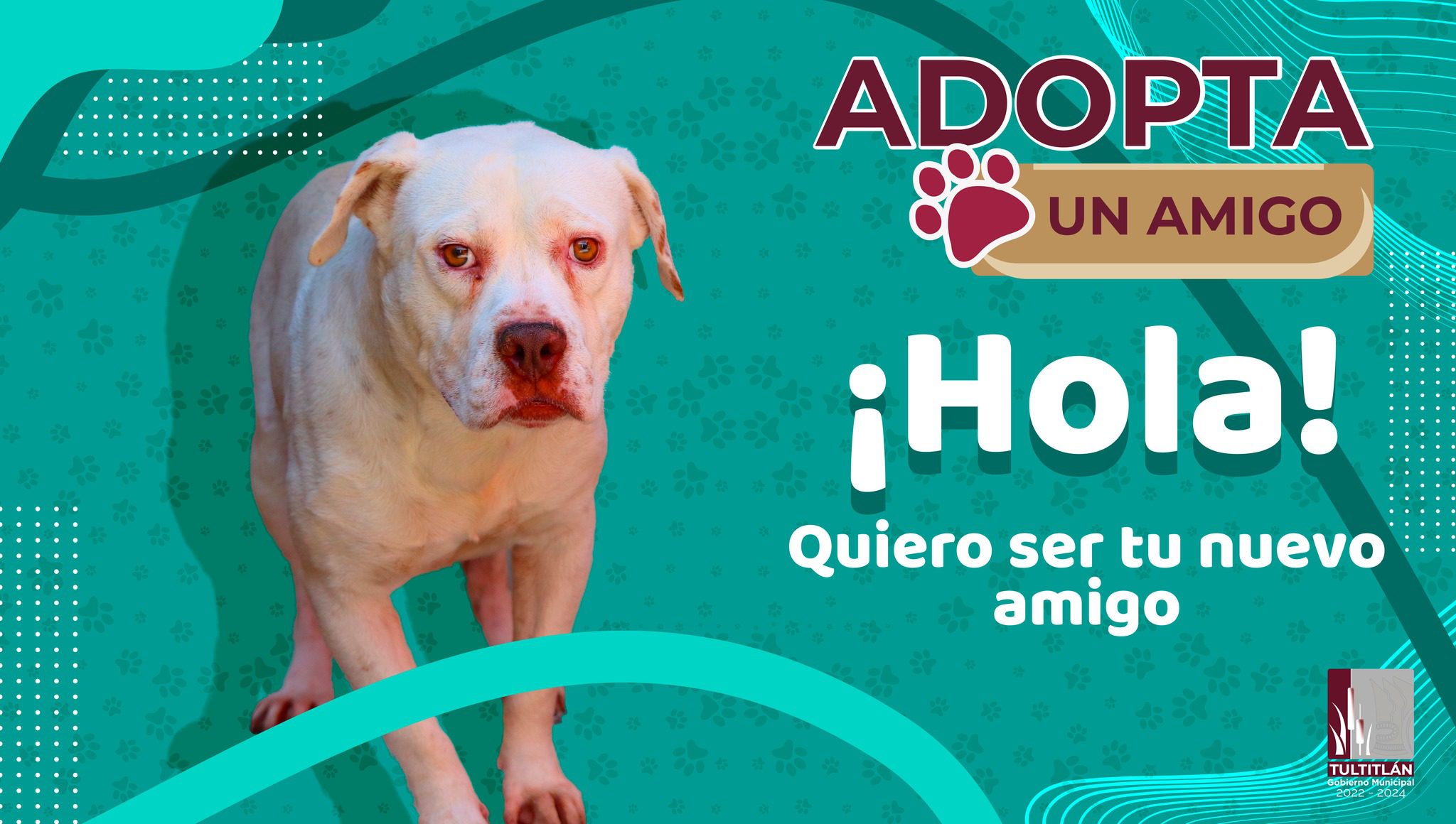 1686095900 322 Ayudanos a cambiar sus vidas AdoptaUnAmigo Muchos de ellos han