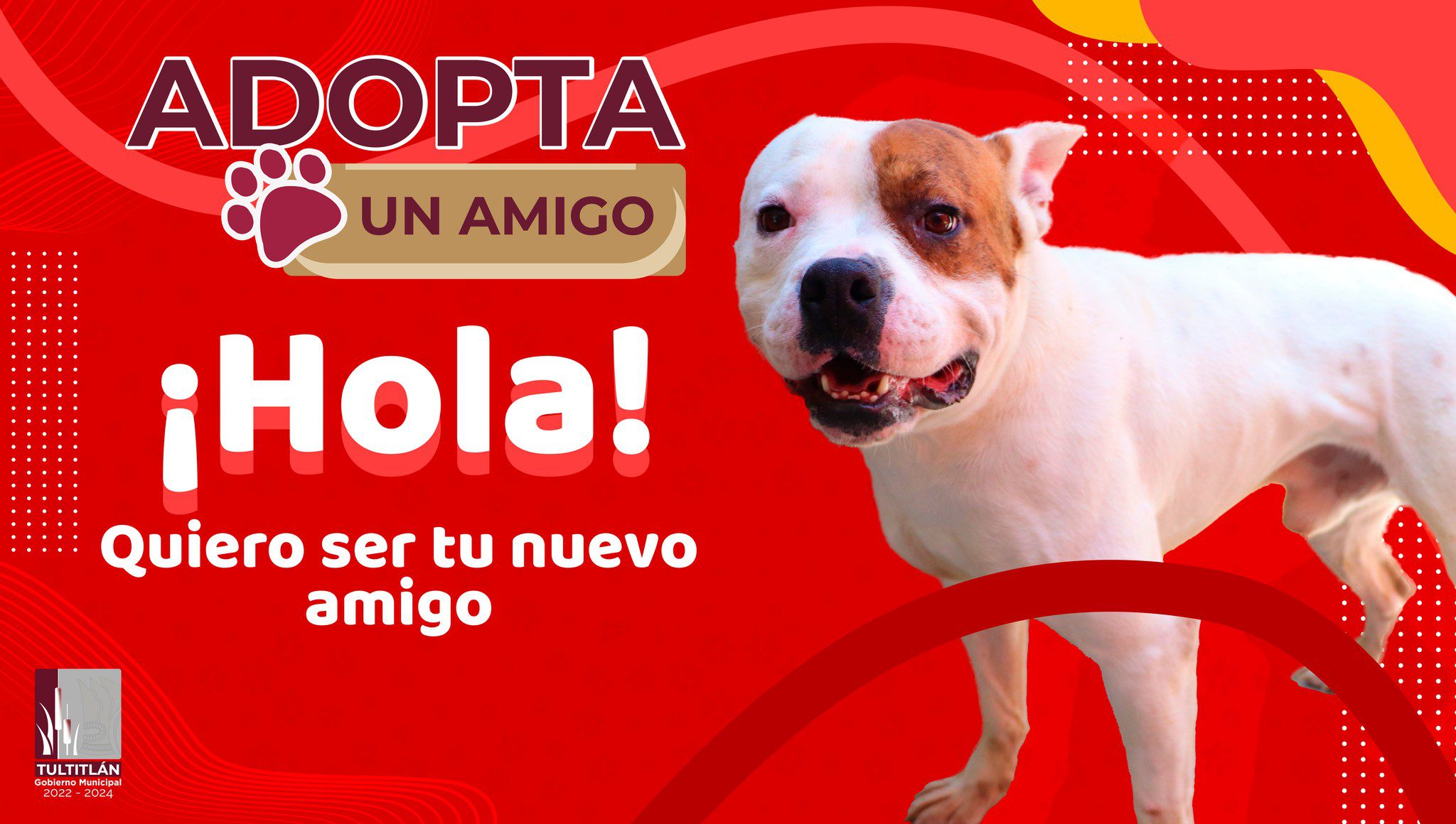 1686095908 888 Ayudanos a cambiar sus vidas AdoptaUnAmigo Muchos de ellos han