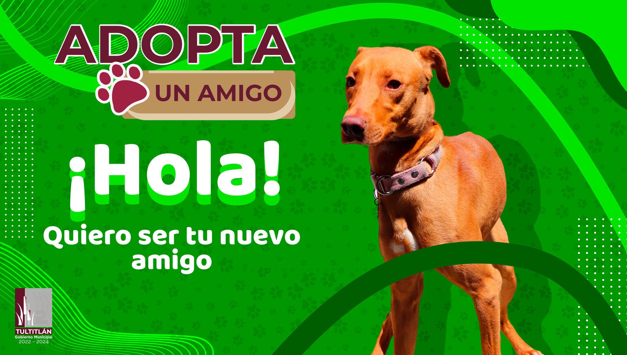 1686095917 646 Ayudanos a cambiar sus vidas AdoptaUnAmigo Muchos de ellos han