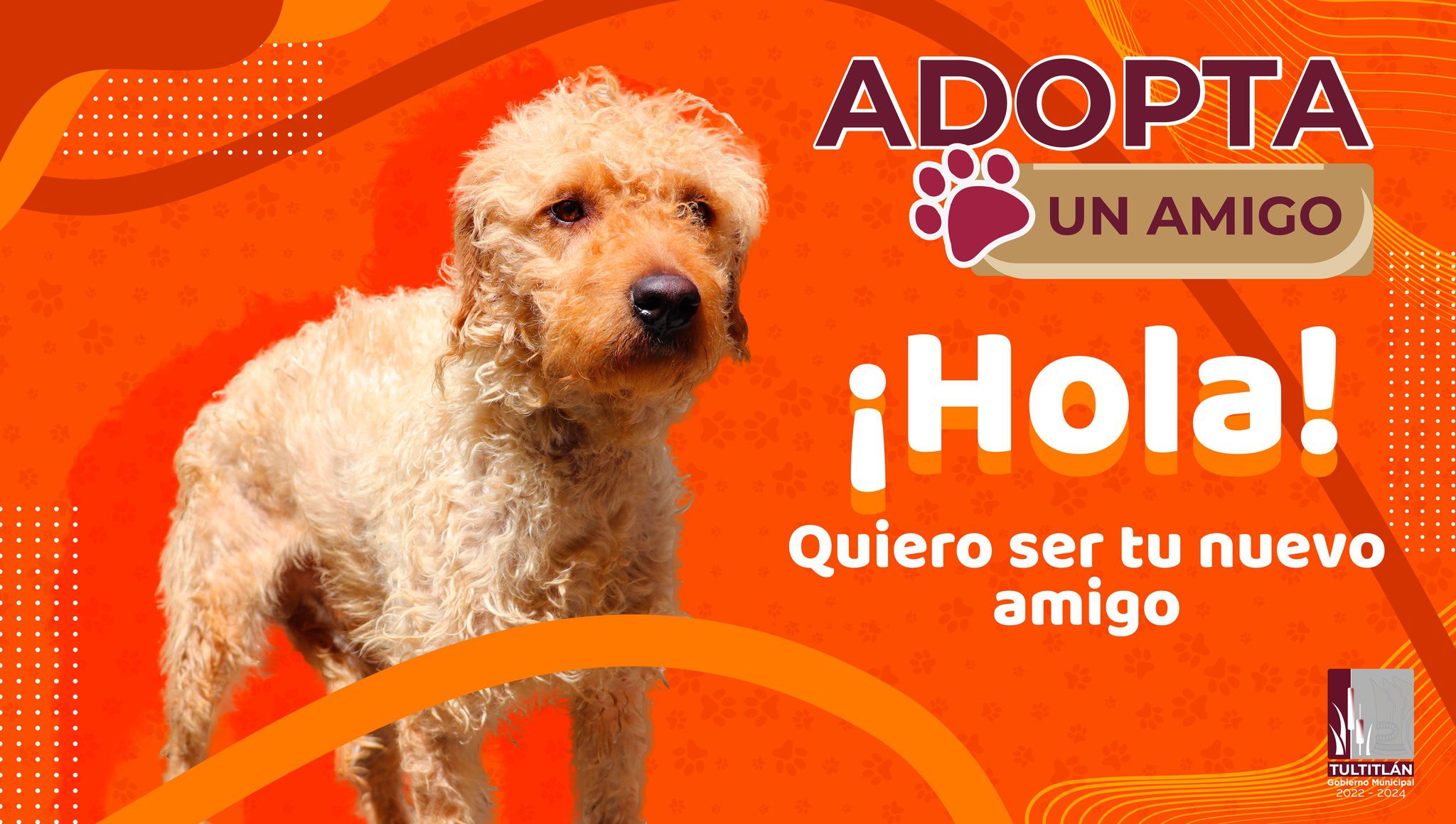 1686095926 409 Ayudanos a cambiar sus vidas AdoptaUnAmigo Muchos de ellos han