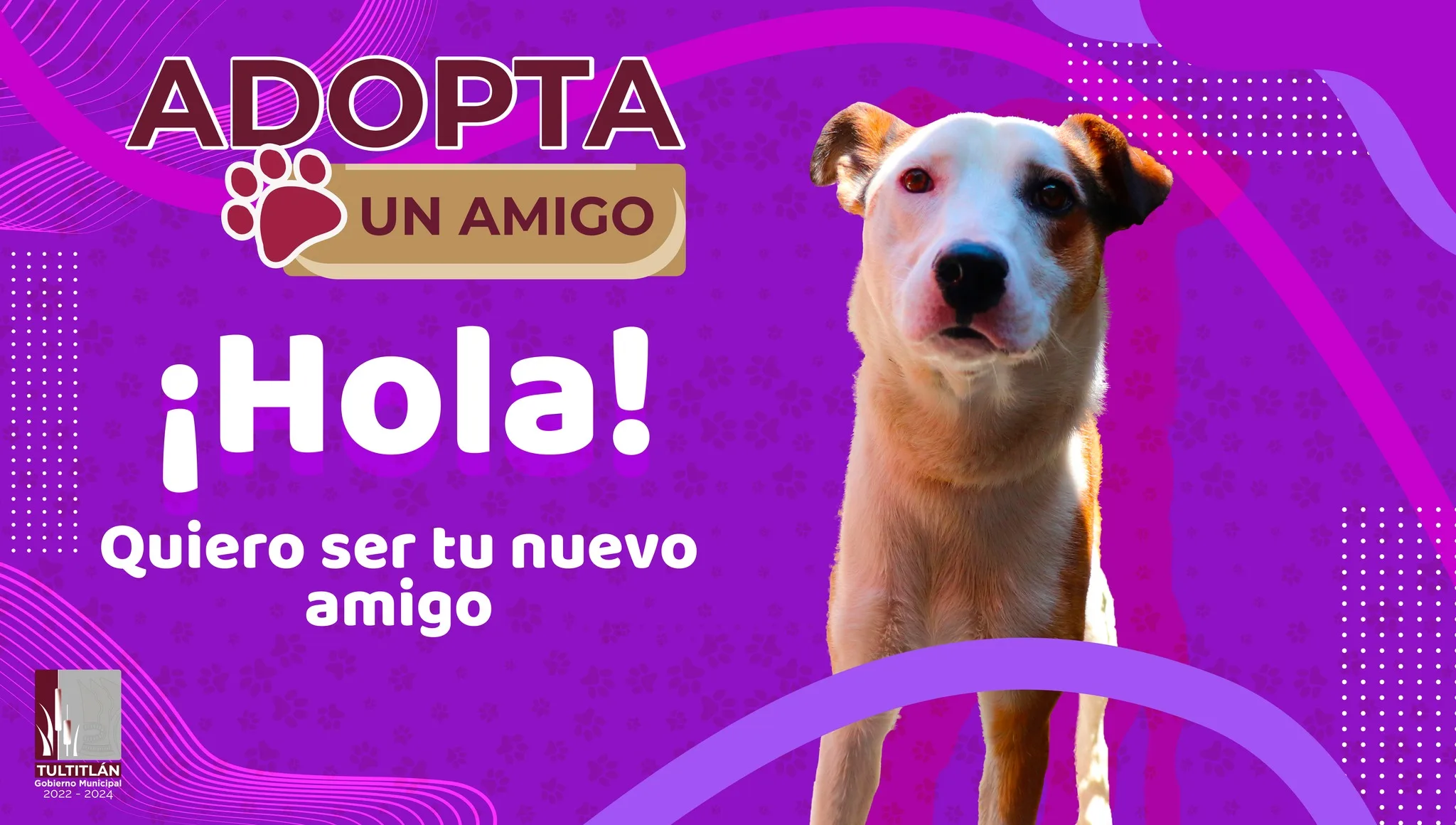 1686095976 Ayudanos a cambiar sus vidas AdoptaUnAmigo Muchos de ellos han jpg