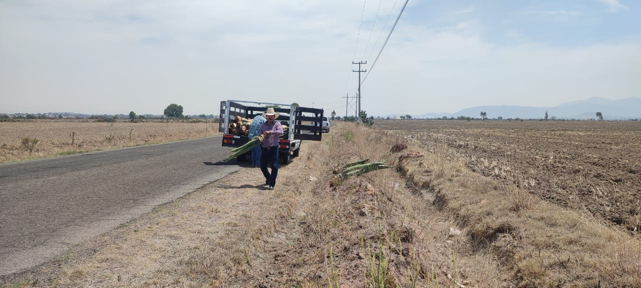 1686169996 513 El maguey es un excelente aliado de la naturaleza Mas