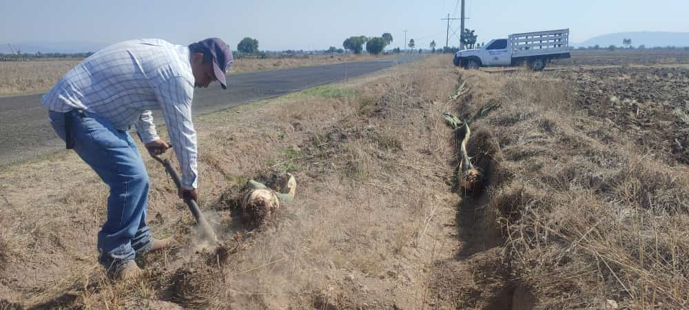 1686170001 766 El maguey es un excelente aliado de la naturaleza Mas