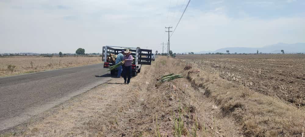 1686170006 979 El maguey es un excelente aliado de la naturaleza Mas