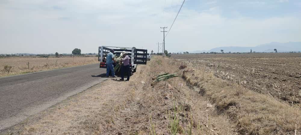 1686170013 167 El maguey es un excelente aliado de la naturaleza Mas